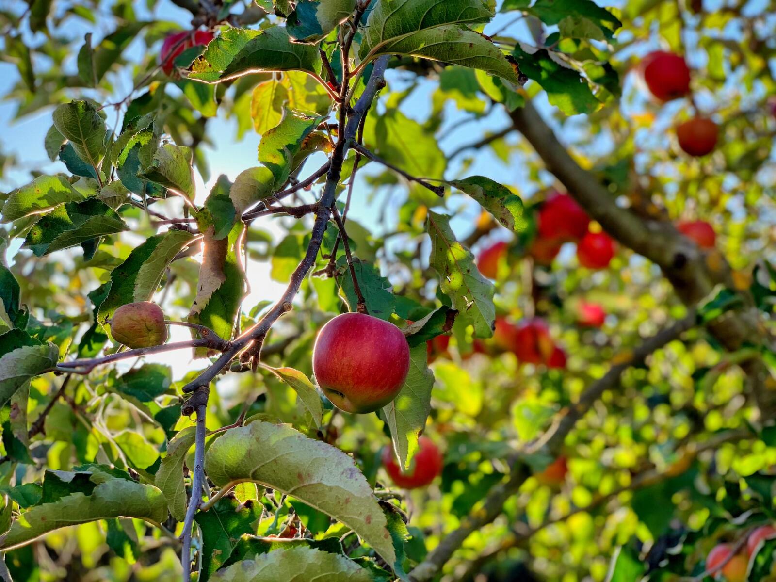 Fruitbomen & kleinfruit: hoe begin ik eraan?