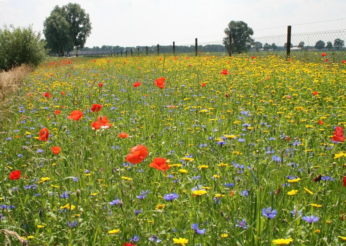 Bloemenweide, bloemenakker of bloemrijk gazon?