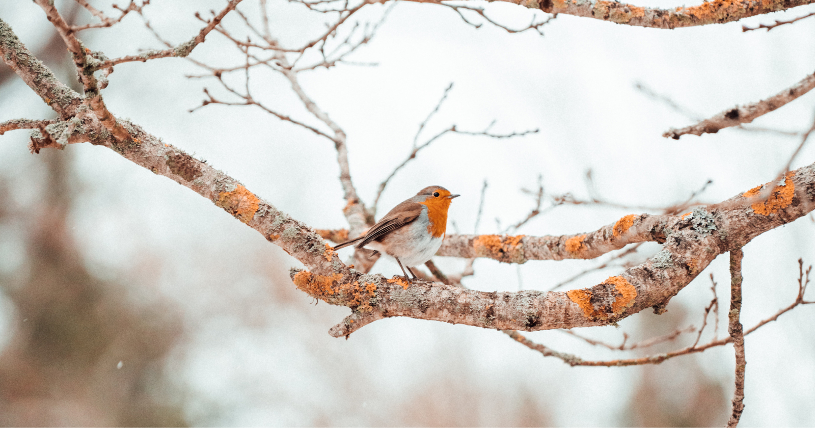 Zorg voor de vogels in je tuin