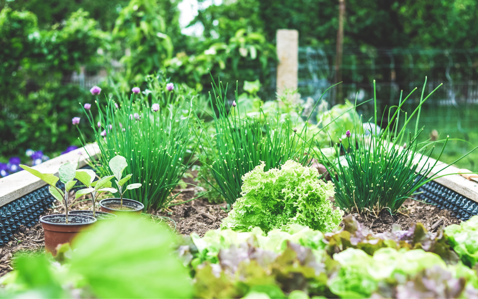 Aan de slag in je eigen moestuin