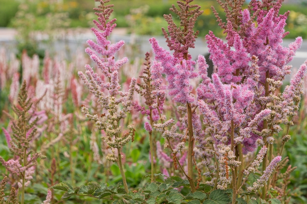 De schaduwtuin
