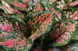 De Aglaonema