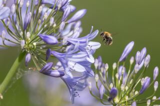 De Agapanthus, een prachtige terrasplant