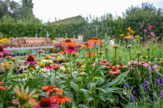 Kleur je tuin met echinacea