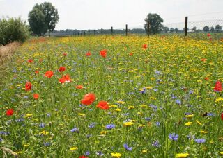 Bloemenweide, bloemenakker of bloemrijk gazon?