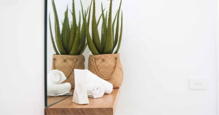 3x kamerplanten voor je badkamer