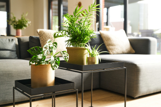 Hoe hou ik mijn kamerplanten in leven?