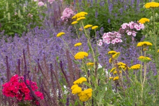 De geurende tuin