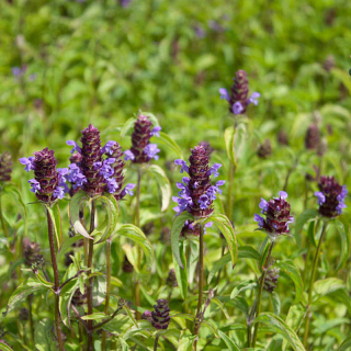 Wilde & inheemse vaste planten voor je tuin