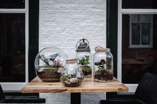 Plantenterrarium: tips & tricks