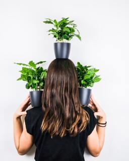De koffieplant