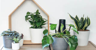 Planten voor je klas of kot